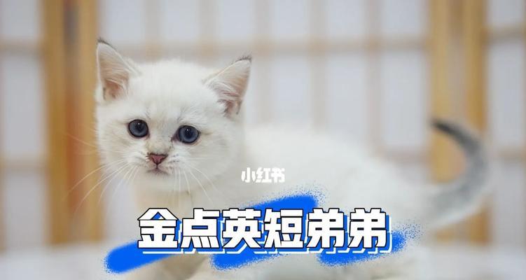 猫之城暴走炮手的强度分析（揭秘炮手在猫之城中的无敌之力）