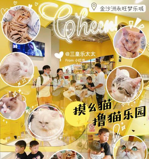 《以猫之城古色兰香配队》（探索最佳组合策略）